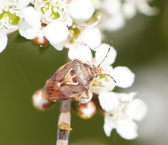 Eupolemus angularis