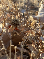 Grindelia squarrosa
