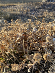 Grindelia squarrosa