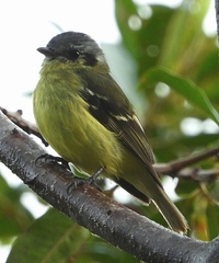 Phyllomyias cinereiceps