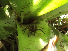 Aglaoctenus oblongus