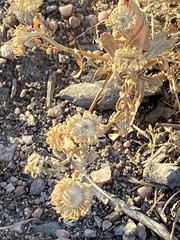 Grindelia squarrosa