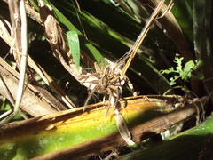 Aglaoctenus oblongus