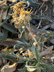 Grindelia squarrosa