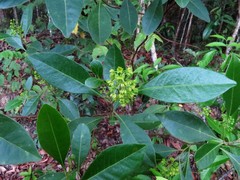 Dodonaea polyandra