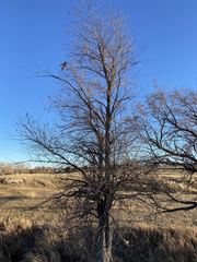 Ulmus pumila