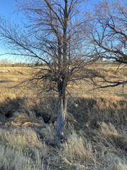 Ulmus pumila