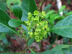 Dodonaea polyandra