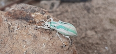 Compsus viridivittatus