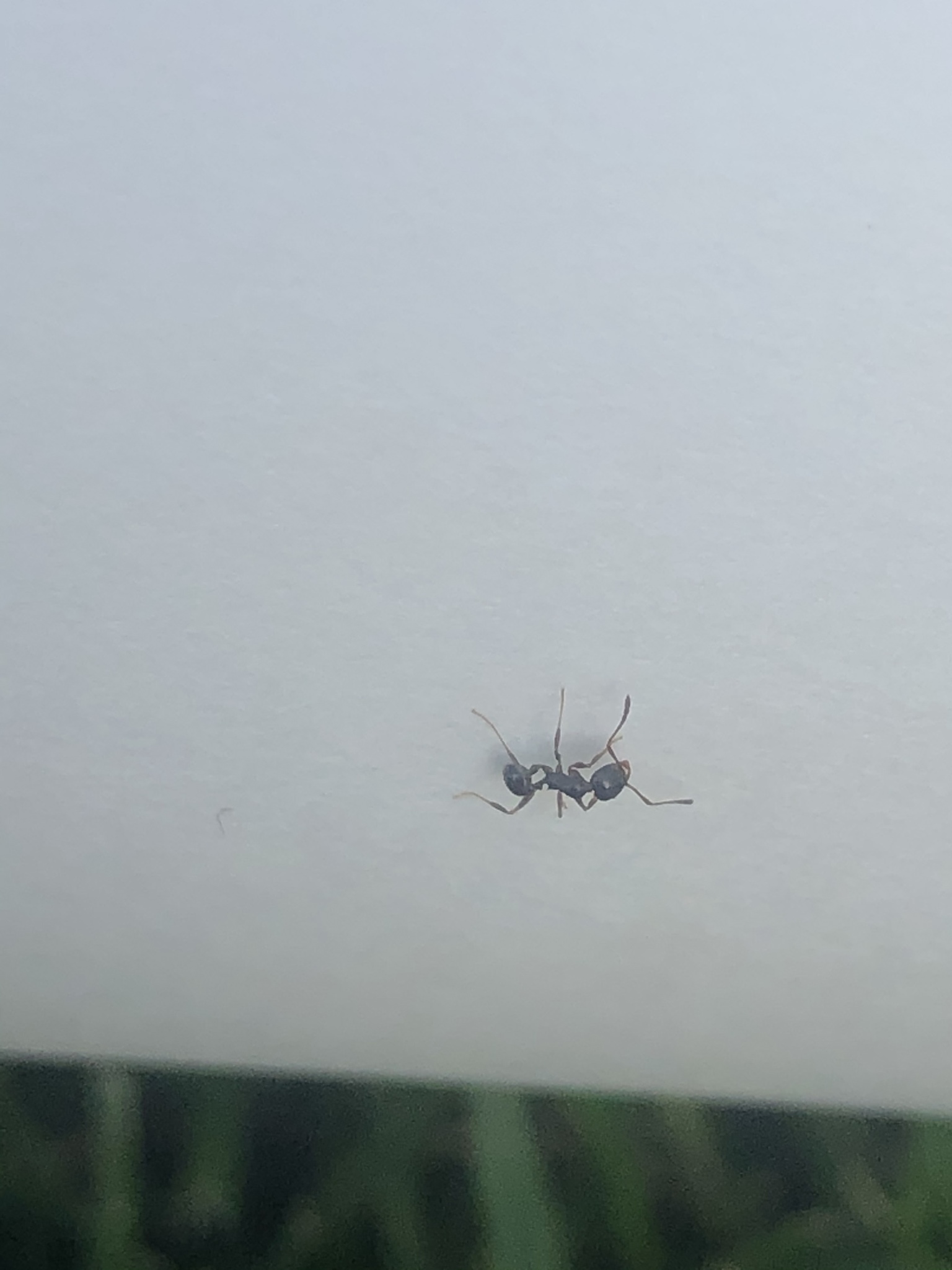 Pheidole