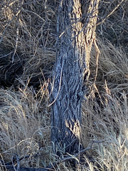 Ulmus pumila