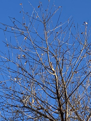 Ulmus pumila