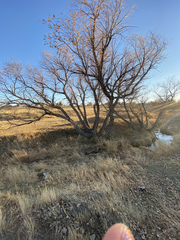 Populus deltoides