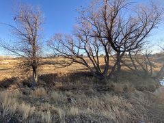 Populus deltoides