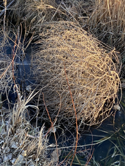 Salsola tragus