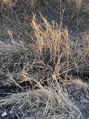 Bromus tectorum