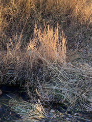 Bromus tectorum