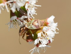 Eupolemus angularis