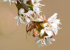 Eupolemus angularis