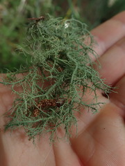 Usnea dasaea