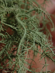 Usnea dasaea