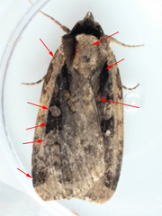 Eueretagrotis sigmoides