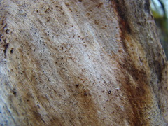 Chaenothecopsis debilis