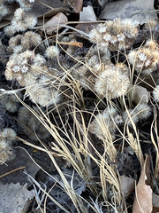Achillea millefolium