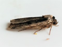 Eueretagrotis sigmoides