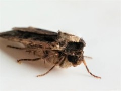 Eueretagrotis sigmoides