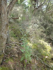 Senecio glomeratus glomeratus