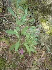 Senecio glomeratus glomeratus