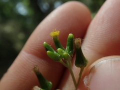 Senecio glomeratus glomeratus