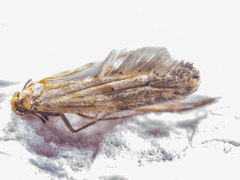Epermeniidae