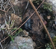 Trigonotarsus calandroides