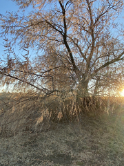 Elaeagnus angustifolia