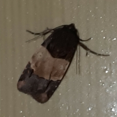 Hampsonodes
