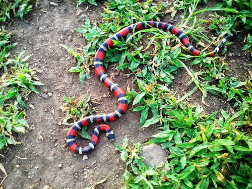 Lampropeltis polyzona