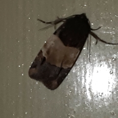 Hampsonodes
