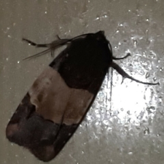 Hampsonodes