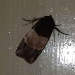 Hampsonodes