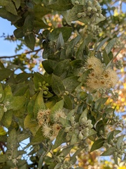 Eucalyptus crenulata