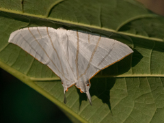 Ourapteryx sciticaudaria