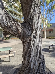 Eucalyptus crenulata