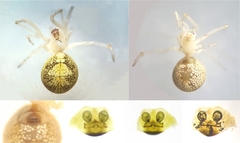 Theridion hemerobium