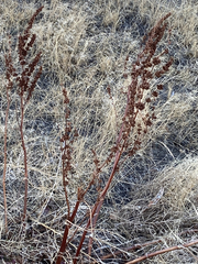 Magnoliopsida