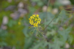 Sisymbrium loeselii