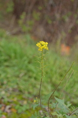 Sisymbrium loeselii