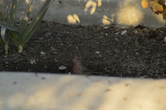 Haemorhous mexicanus