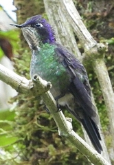 Ramphomicron microrhynchum